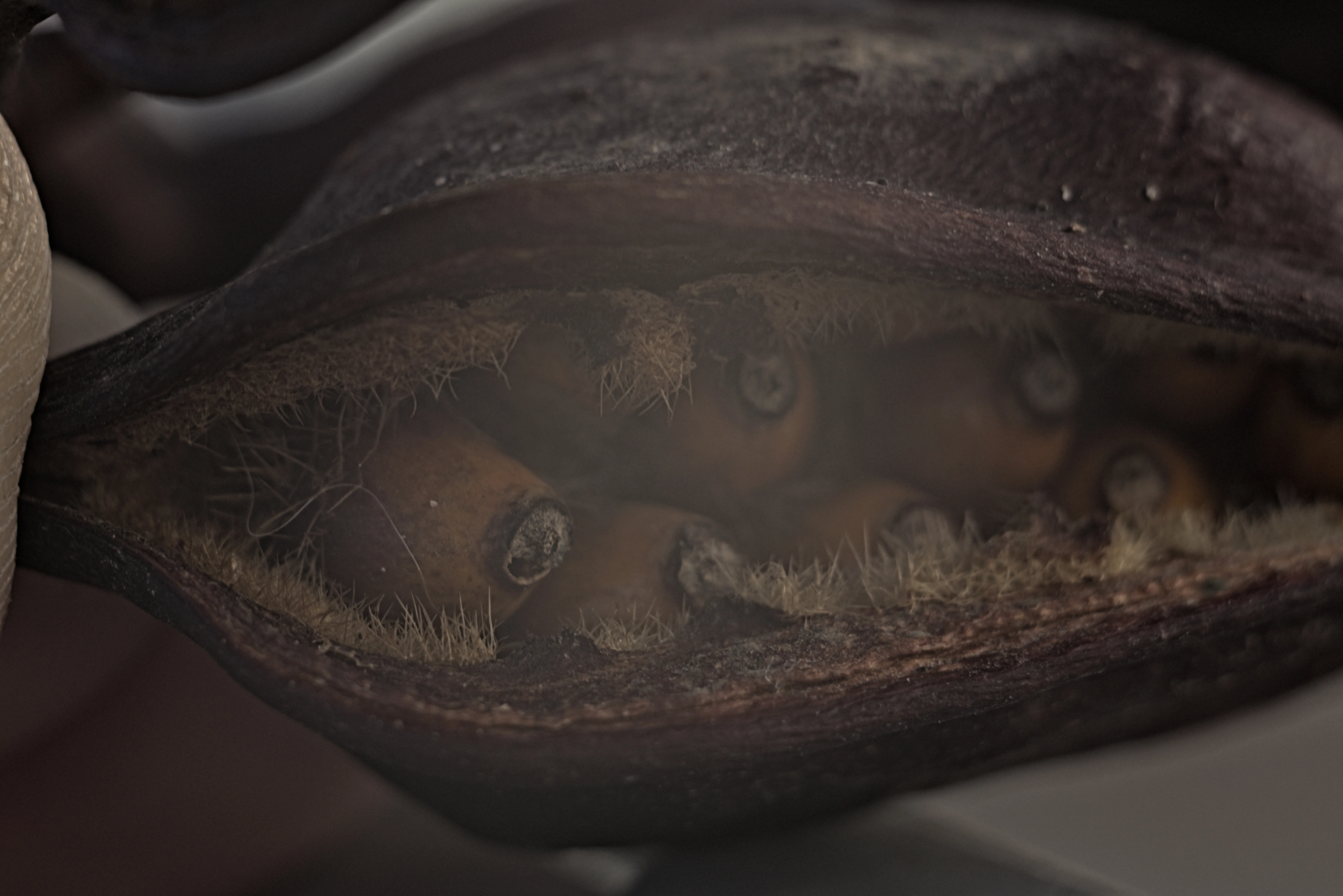 Industar-50-2 50mm f3.5 (M42) - _I4A0924.webp